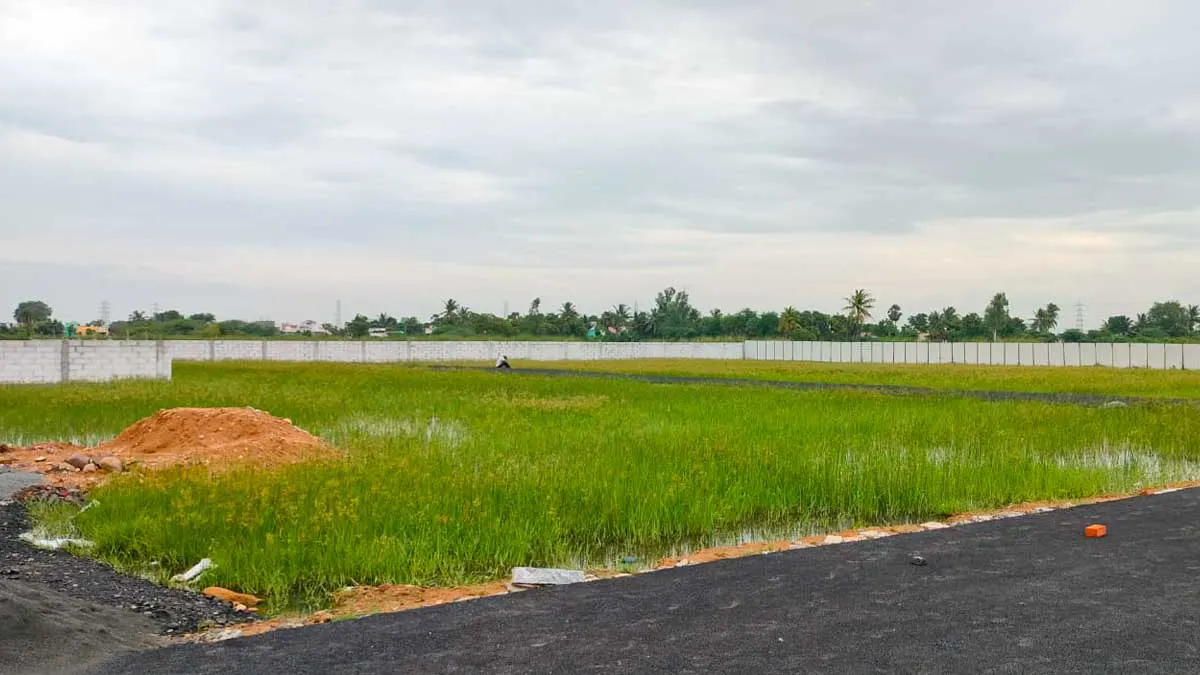 MS Divine City View 4